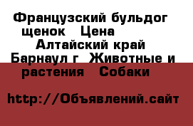 Французский бульдог, щенок › Цена ­ 5 000 - Алтайский край, Барнаул г. Животные и растения » Собаки   